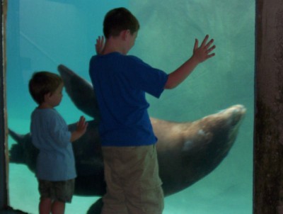 Looking underwater at the sea lions