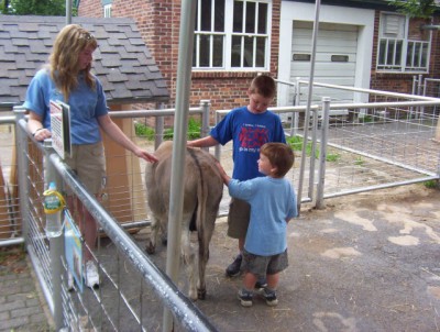 Petting a donkey