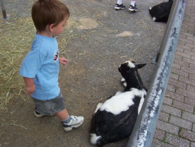 Devlin with a goat